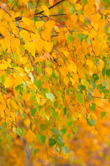 autumn landscape with birch trees in yellow foliage, Sunny day