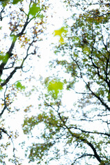 Looking Up at Autumn Tree Canopy