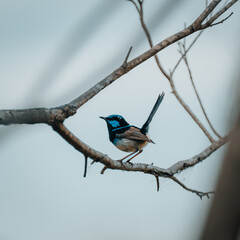 fairy-wren close up