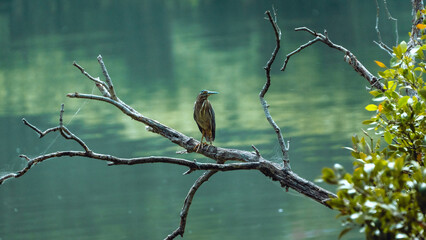 Striated Heron side 