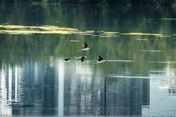 black winged stilt flying over lake