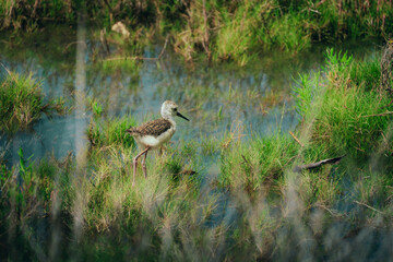great blue heron in the marsh