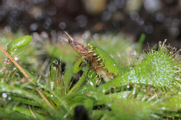 Drosera spatulata sundew plant macro photograph