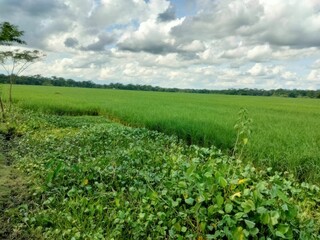 Green field under cloudy sky isolated on white background