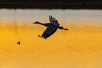 Sandhill cranes (antigone canadensis) taking flight at sunrise in Southern AZ