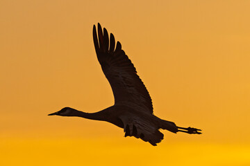 Fototapeta premium Sandhill cranes (antigone canadensis) taking flight at sunrise in Southern AZ