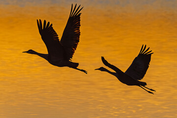 Fototapeta premium Sandhill cranes (antigone canadensis) taking flight at sunrise in Southern AZ