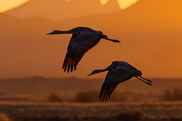 Fototapeta premium Sandhill cranes (antigone canadensis) taking flight at sunrise in Southern AZ