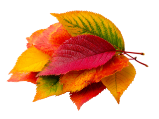 Bunch of colorful autumn leaves