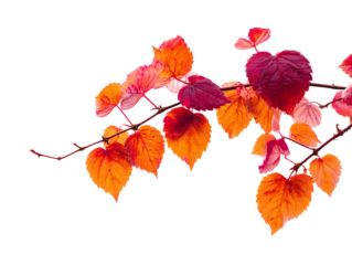 Autumn foliage with veins on branches against white