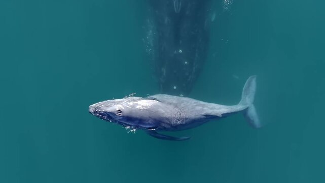 Underwater View of a Humpbck Whale Calf Swimming in eep Blue Sea