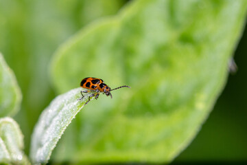 Fototapeta premium Besouro Neolema fasciata