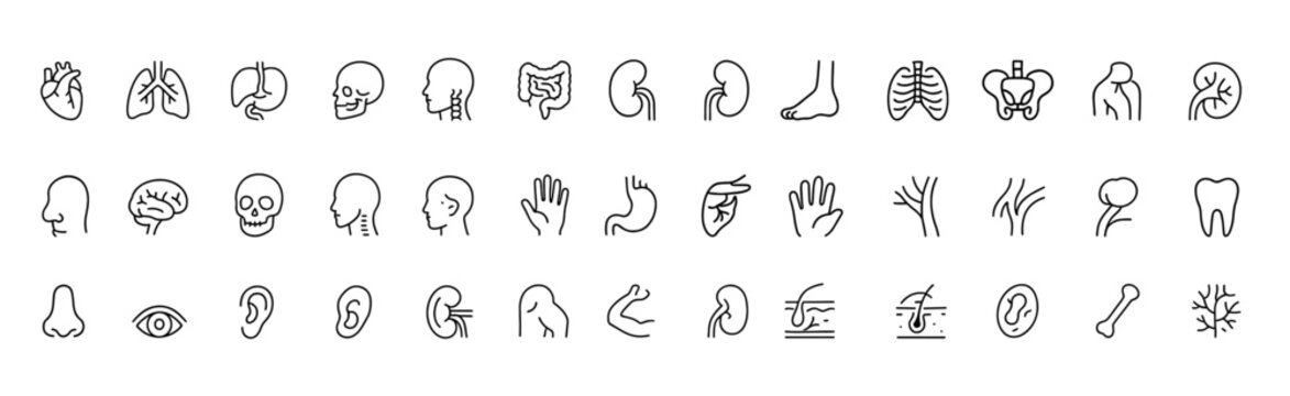 Human organ anatomy icon set, thin line medical symbols showing heart, lungs, liver, stomach, intestine, kidney and bladder in clean vector style, biology illustration, healthcare design