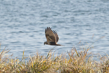河川敷を飛翔するチュウヒ
