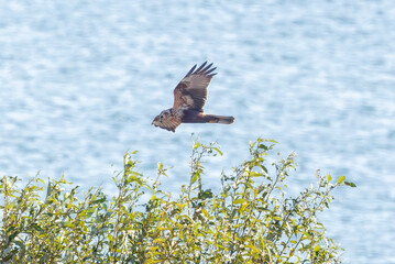 河川敷を飛翔するチュウヒ