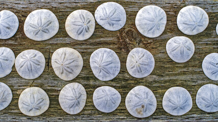 Collected sand dollars displayed on a wood railing