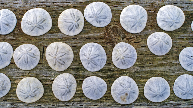 Collected sand dollars displayed on a wood railing
