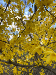 yellow maple leaves in autumn