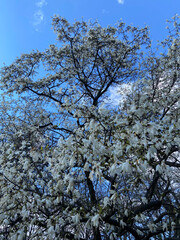 tree and sky