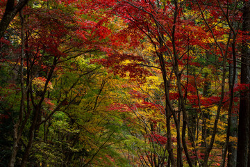 Colorful Autumn Maple Leaves at Oguni Shrine / 小国神社の色鮮やかな紅葉