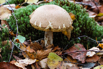 Mushroom growing on soft forest moss in natural autumn woodland setting. Quiet observation of wild mushroom outdoors, earthy tones, calm mood, forest undergrowth, seasonal nature concept