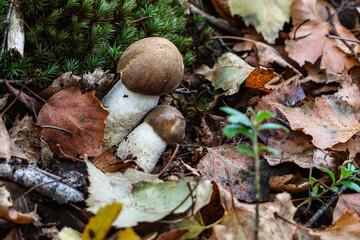 Mushroom growing on soft forest moss in natural autumn woodland setting. Quiet observation of wild mushroom outdoors, earthy tones, calm mood, forest undergrowth, seasonal nature concept