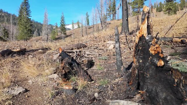 This somber view captures the vast, blackened forest and stark landscape of Lassen Volcanic National Park impacted by the 2021 Dixie Fire