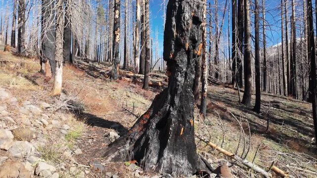 This somber view captures the vast, blackened forest and stark landscape of Lassen Volcanic National Park impacted by the 2021 Dixie Fire
