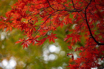 Colorful Autumn Maple Leaves at Oguni Shrine / 小国神社の色鮮やかな紅葉