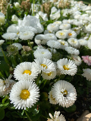 white daisies in a garden