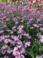 pink flowers in a garden