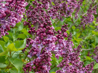 Obraz premium Abundantly blooming blue-purple lilac bush. Syringa vulgaris