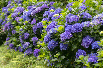 Fototapeta premium Blue hydrangea hedge in full bloom. Hydrangea macrophylla plants