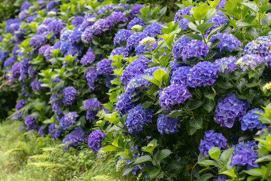 Blue hydrangea hedge in full bloom. Hydrangea macrophylla plants