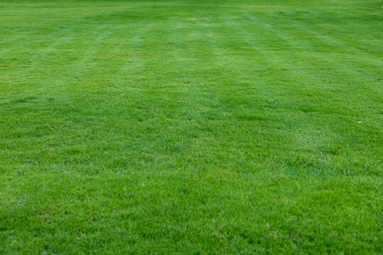 A lush green lawn with neatly mowed stripes. The grass is vibrant and healthy, showcasing a well-maintained outdoor space.