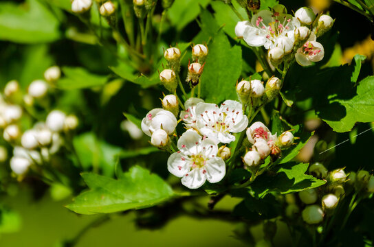 White spring apple blossoms in soft natural sunlight on lush green branches. Blooming flowers, gentle breeze, fresh spring mood, orchard nature, documentary botany concept