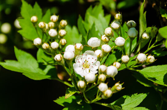 White spring apple blossoms in soft natural sunlight on lush green branches. Blooming flowers, gentle breeze, fresh spring mood, orchard nature, documentary botany concept