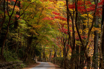 Shizuoka・Autumn Tunnel of Okuni Shrine / 小国神社の紅葉トンネル
