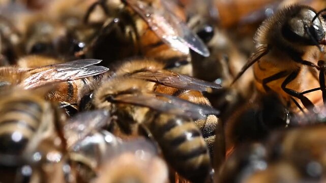Close up of honey bees walking around in a hive