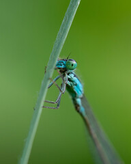 La imagen muestra un primer plano de un caballito del diablo o libélula (orden Odonata) posado en el tallo de una planta.