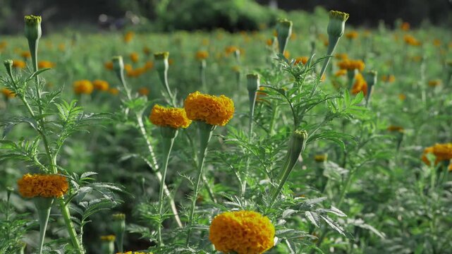Brighten Your Day with the Golden Beauty of Indian Marigolds