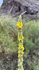 Yellow flower in the mountain