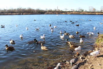 Wild ducks and albatrosses on the water in a city lake in autumn