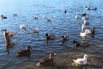 Wild ducks and albatrosses on the water in a city lake in autumn
