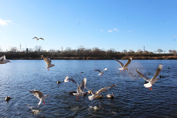 Wild ducks and albatrosses on the water in a city lake in autumn