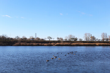 Wild ducks swimming in the water on the lake