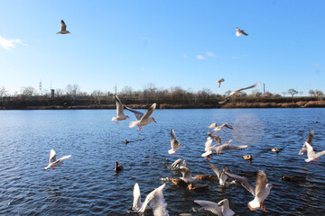 Wild ducks and albatrosses on the water in a city lake in autumn