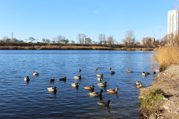 Wild ducks swimming in the water on the lake