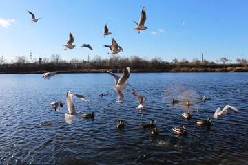 Wild ducks and albatrosses on the water in a city lake in autumn