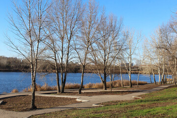 trees on the bank of river